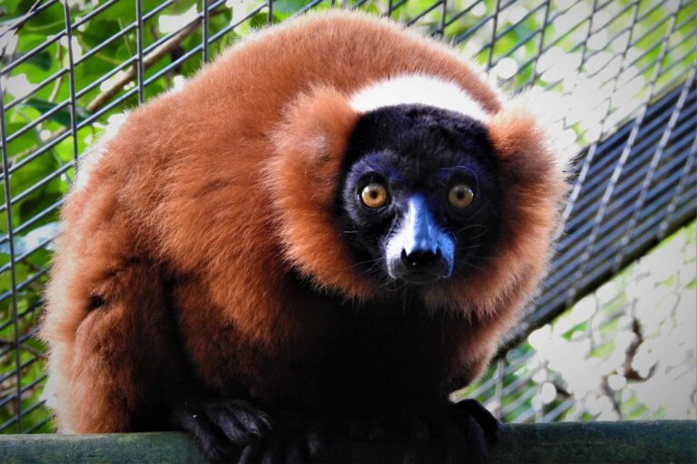Red ruffed lemur sitting on a platform inside an enclosure at Combe Martin Wildlife and Dinosaur Park