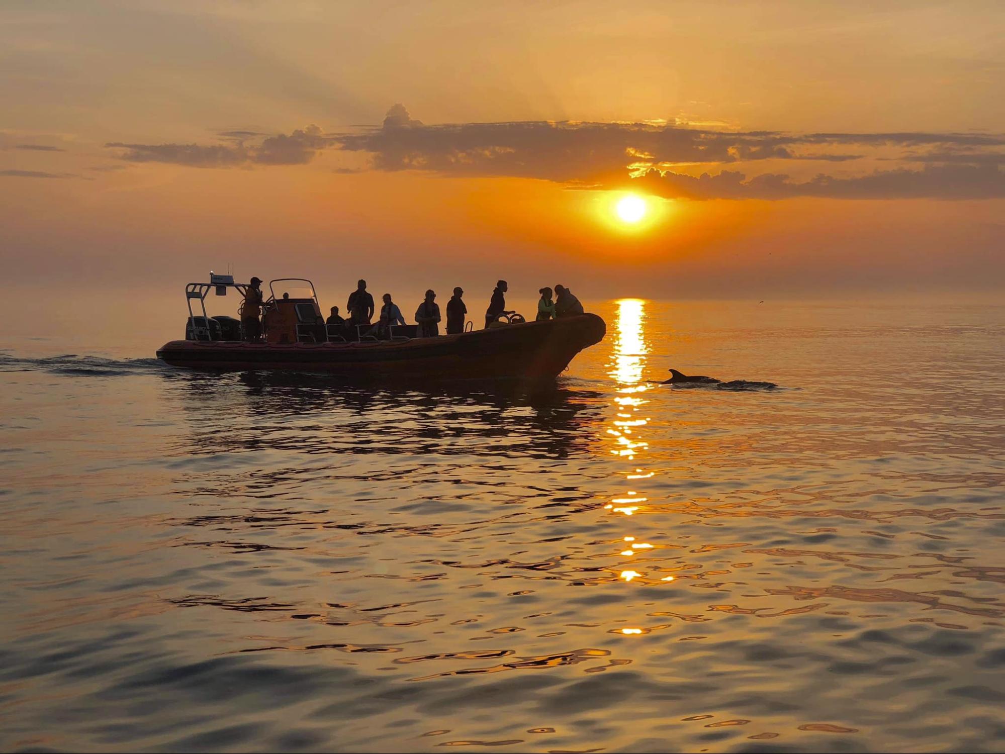 Ilfracombe Sea Safari
