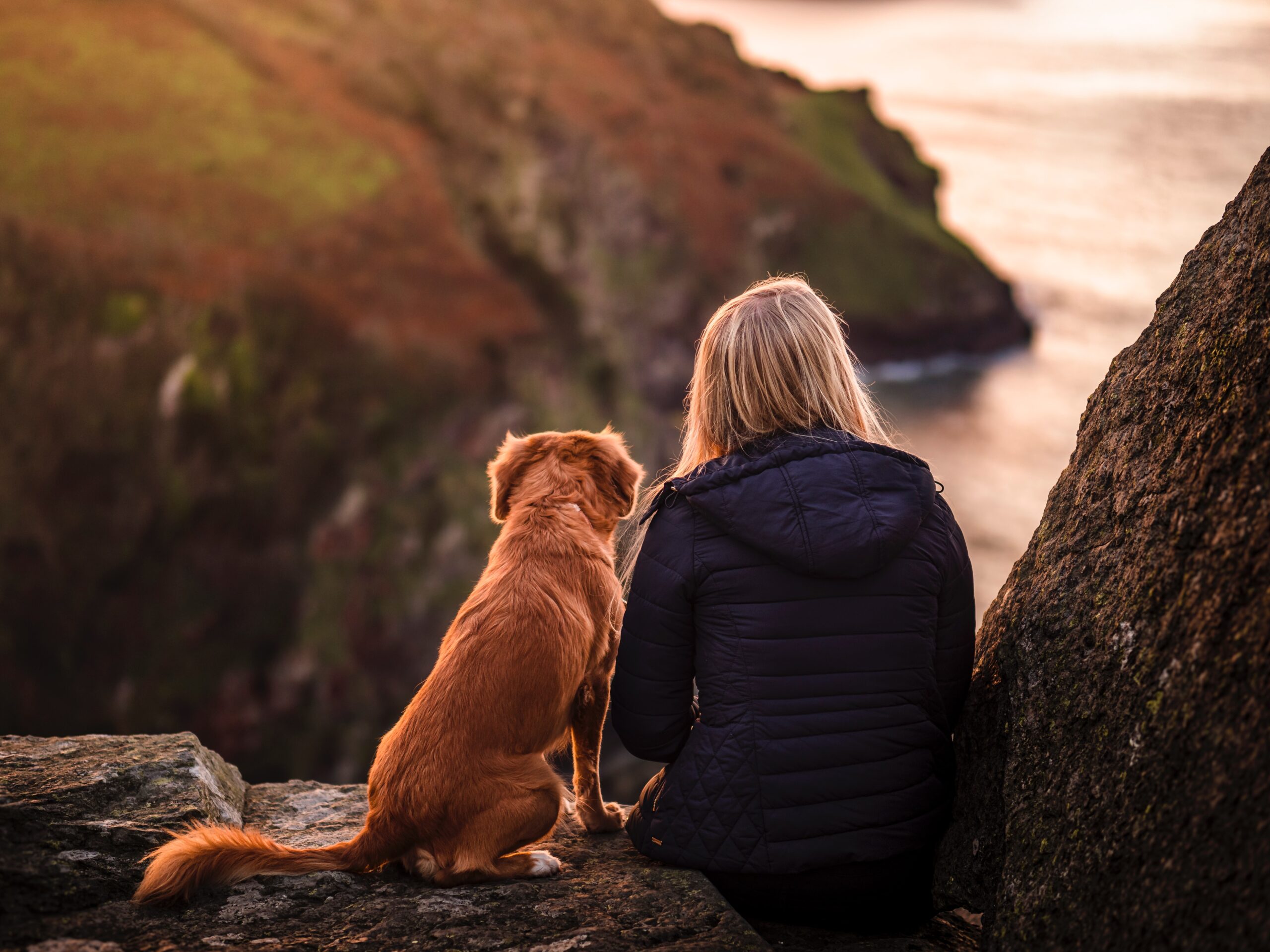 Some Of Our Favourite Dog Walks In Around Ilfracombe Blog