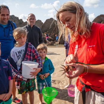 Beach ranger showing a crab to visitors on a rockpool ramble event on the beach at Woolacombe, Devon