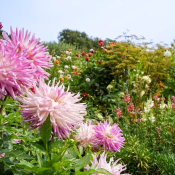 Garden celebrations NTI Katy Anderson
