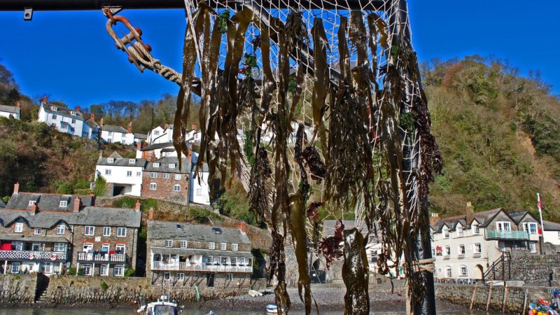 Website-event-feature-photos-2026-3-Seaweed-Festival