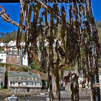 Website-event-feature-photos-2026-3-Seaweed-Festival
