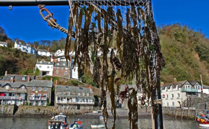 clovelly-seaweed-festival-24